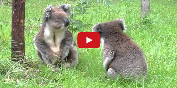 Koalas Fighting. What Is The World Coming To?