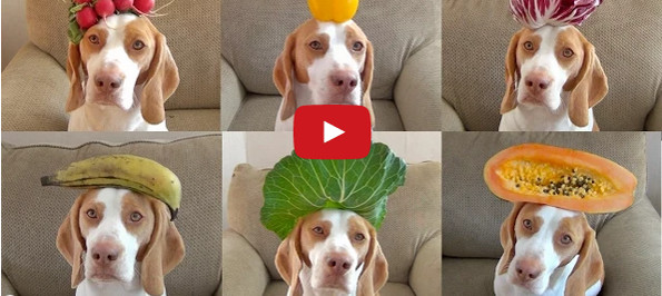Dog Wears 100 Fruits & Veggies On His Head