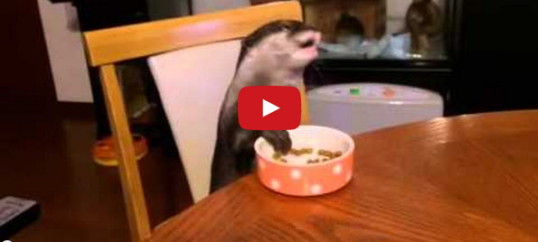 This Otter Has Better Table Manners Than You