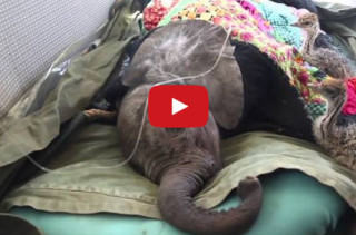 Baby Ostriches Lend Support To An Injured Baby Elephant