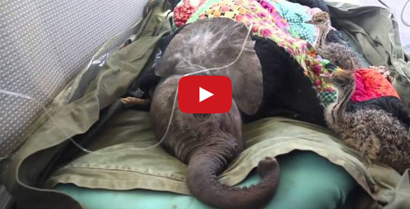 Baby Ostriches Lend Support To An Injured Baby Elephant