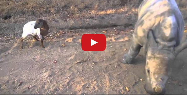 A Baby Rhino Imitates A Goat Resulting In All The Adorable