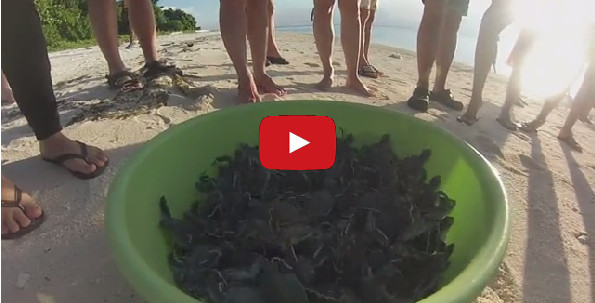Baby Sea Turtles Being Released Into The Ocean Is TOO CUTE