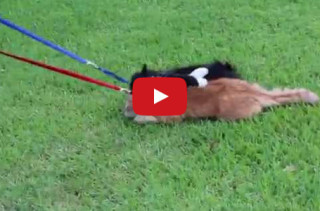 Apparently Simon The Cat Is Not A Big Fan Of Walking