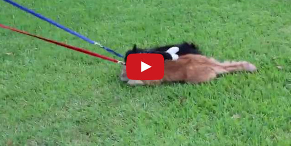 Apparently Simon The Cat Is Not A Big Fan Of Walking
