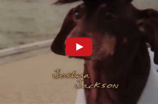 It Was Only A Matter Of Time: Dachshund’s Creek