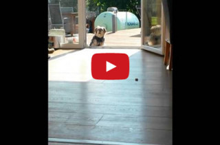 This Doofy Dog Thinks Door Is Closed, BUT IT ISN’T.