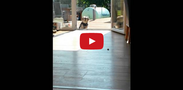 This Doofy Dog Thinks Door Is Closed, BUT IT ISN’T.