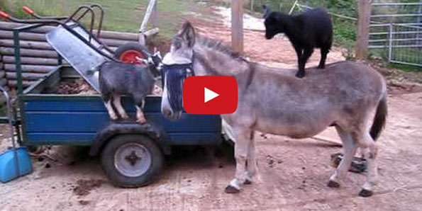 Goats Standing On A Donkey Because Why Not?