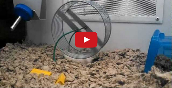 Lazy Hamster Does The Hamster Wheel Lying Down