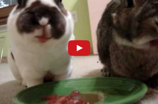 Bunnies Eating Watermelon Might Be The Cutest Thing Ever