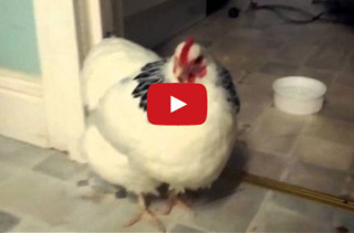 A Chicken Sneezing Is Kind Of Bizarre & Definitely Horrifying