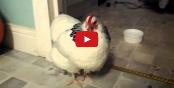 A Chicken Sneezing Is Kind Of Bizarre & Definitely Horrifying