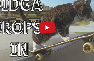 Watch This Cat Pull Off Some Sick Skateboard Tricks
