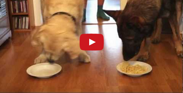 Dogs Participate In Cutest Spaghetti Eating Contest Ever