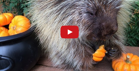 A Porcupine Makes Bizarre Sounds While Eating Pumpkin