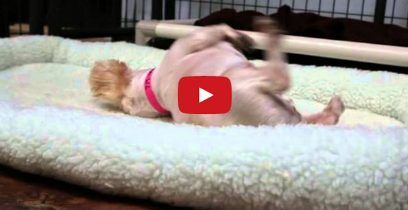 9-Year-Old Rescue Dog Has A Comfy Bed For The First Time