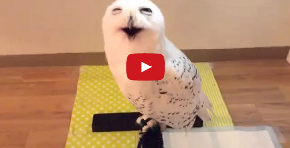 Can’t Stop Smiling At This Smiling Owl