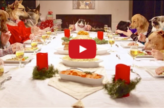 Some Dogs And A Cat With Human Arms Eat Christmas Feast