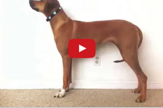 A Sweet Time Lapse Of A Puppy Growing Into A Dog