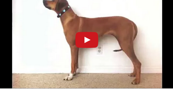 A Sweet Time Lapse Of A Puppy Growing Into A Dog