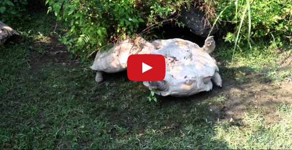 Watch A Hero Turtle Flip Over His Upside Down Turtle Friend