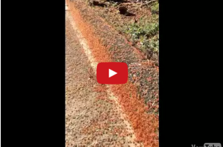 This Footage Of A Tiny Red Crab Migration Will Make You Squirm