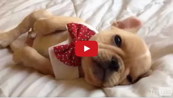 Watch As A French Bulldog Puppy Falls Asleep Wearing Bow Tie