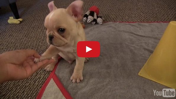 Watch This French Bulldog Puppy Perform His New Tricks