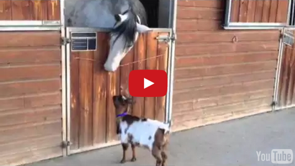 This Little Baby Goat Wants To Headbutt This Horse SO BAD