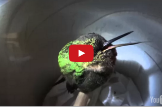 A Hummingbird Snoring = The Cutest Thing EVAR