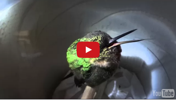 A Hummingbird Snoring = The Cutest Thing EVAR