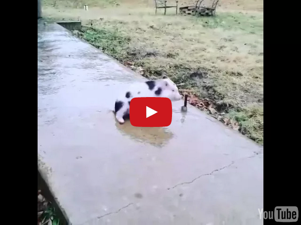 This Pig Sliding On The Frozen Sidewalk Is TOO CUTE