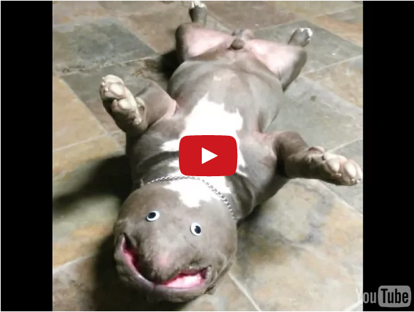 A Newly Discovered Googly-Eyed Pit Bull Creature