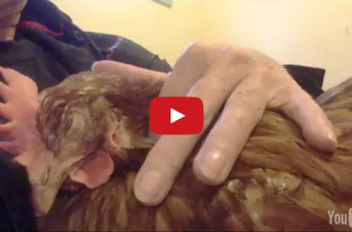 Now I’ve Seen It All: A Chicken Purring Like A Cat