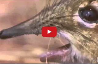 The Most Beautiful And WTF Mash-Up Video Of The Year