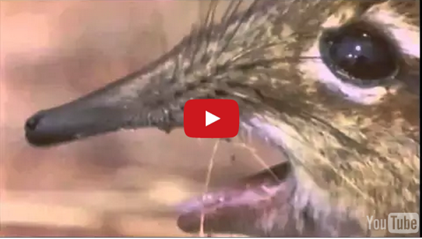 The Most Beautiful And WTF Mash-Up Video Of The Year