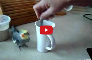 Little Bird Runs In Circles While Coffee’s Being Prepared