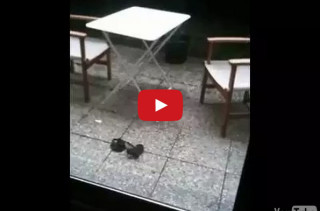 Neighbor Catches Hilarious Ninja Bra Rescue On Video