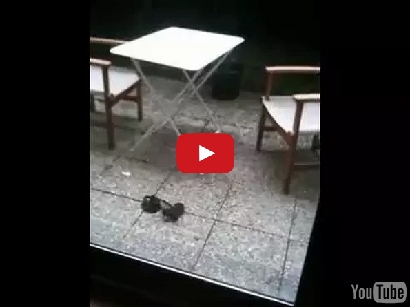 Neighbor Catches Hilarious Ninja Bra Rescue On Video