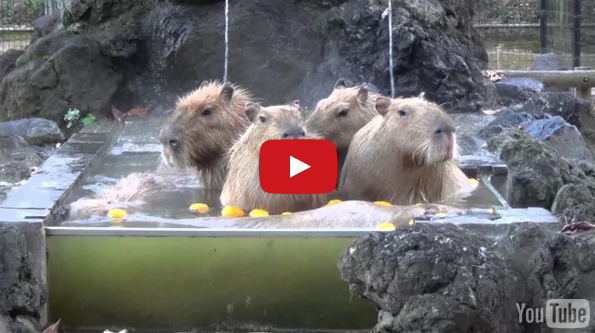 It’s Bath Time For JoeJoe The Capybara And His Duckling Pals