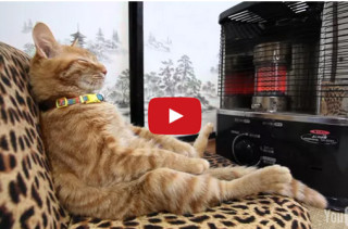 A Cat Relaxes On A Sofa In Front Of A Heater Like A Person