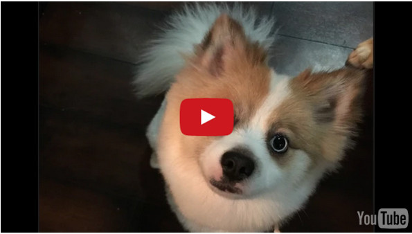 A Little Puppy Is Confronted With A Tough Decision