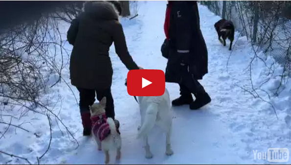 This Dog Thinks It’s His Job To Walk The Wiener Dog