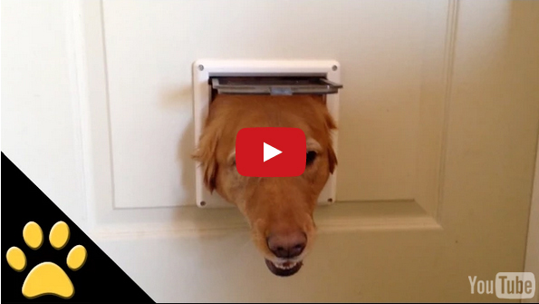 Hilarious Dogs Take Turns Peeking Through A Doggy Door