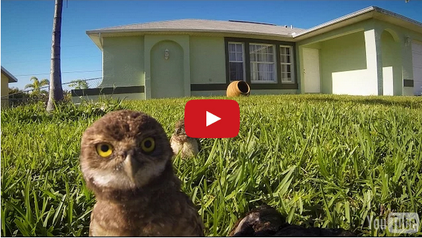 A GoPro Catches A Pretty Impressive Owl Dance-Off