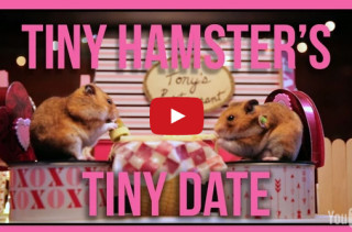 Tiny Hamsters Go On A Tiny Date For Valentine’s Day