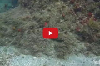 Wow! This Octo’s Camouflage Game Is ON POINT