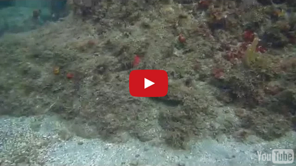 Wow! This Octo’s Camouflage Game Is ON POINT