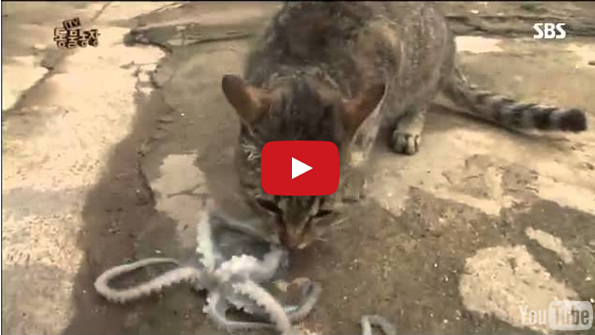 Cat vs Octopus: Who Will Win?